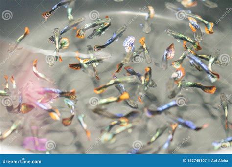 7+ Million Fish Royalty.